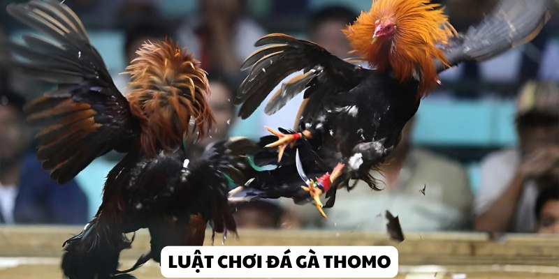 Nắm nhanh luật Đá gà Thomo chi tiết, chính xác tại nhà cái Kubet