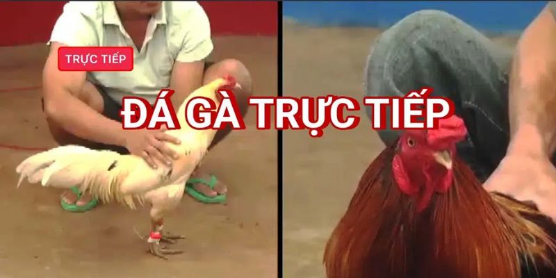 Đá Gà Trực Tiếp