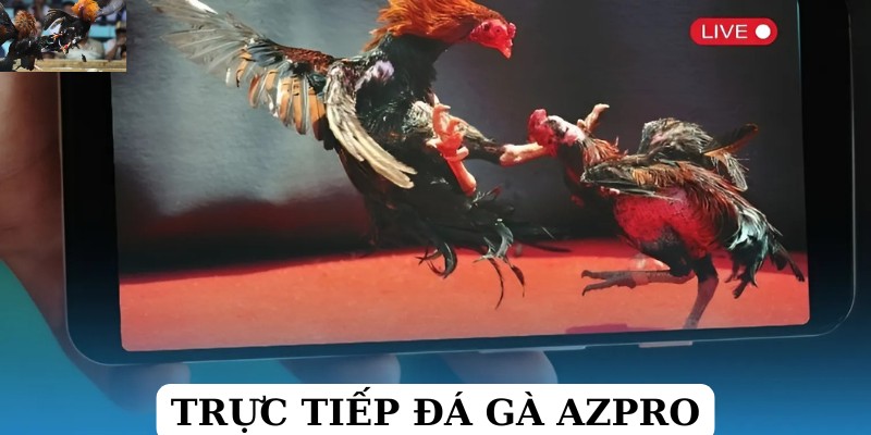 Trực tiếp đá gà Azpro